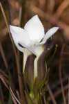 Wiregrass gentian